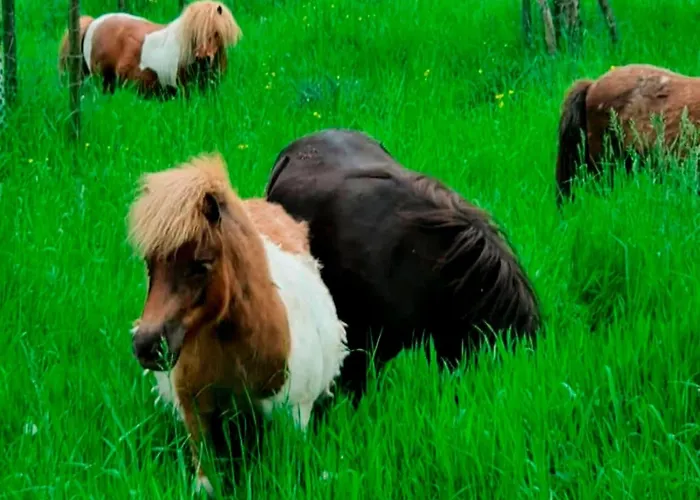 Farm Near Bronkhorst בית נופש Steenderen